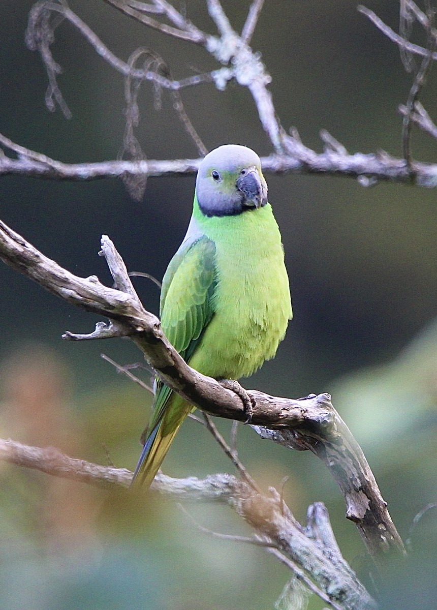 Папужець зеленошиїй - ML618059531