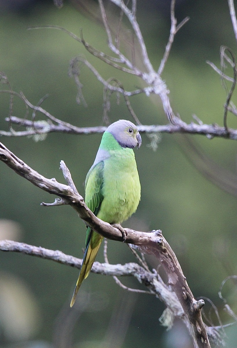 Папужець зеленошиїй - ML618059532