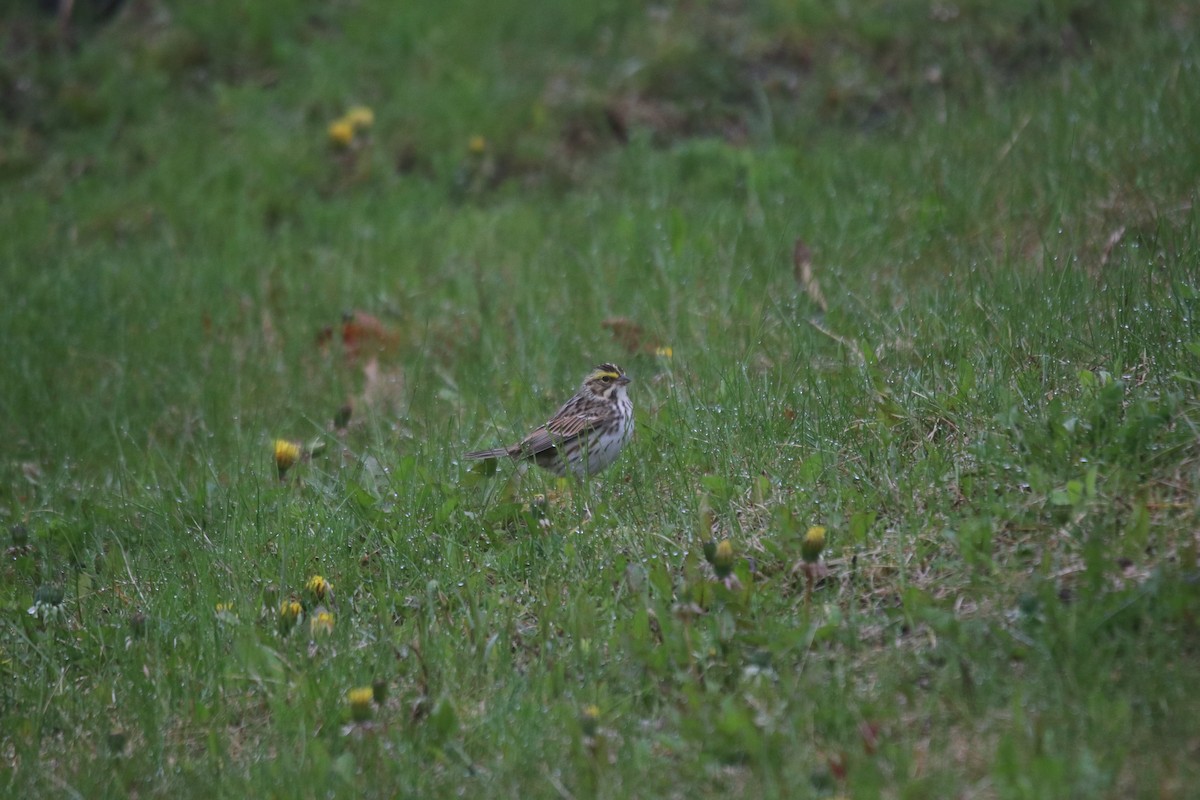 Savannah Sparrow - ML618059536