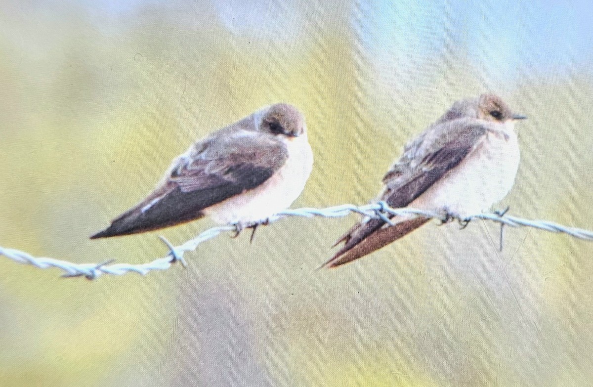 Northern Rough-winged Swallow - ML618059542