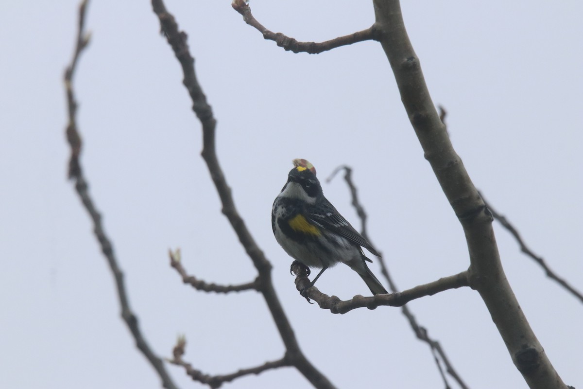 Yellow-rumped Warbler - ML618059547