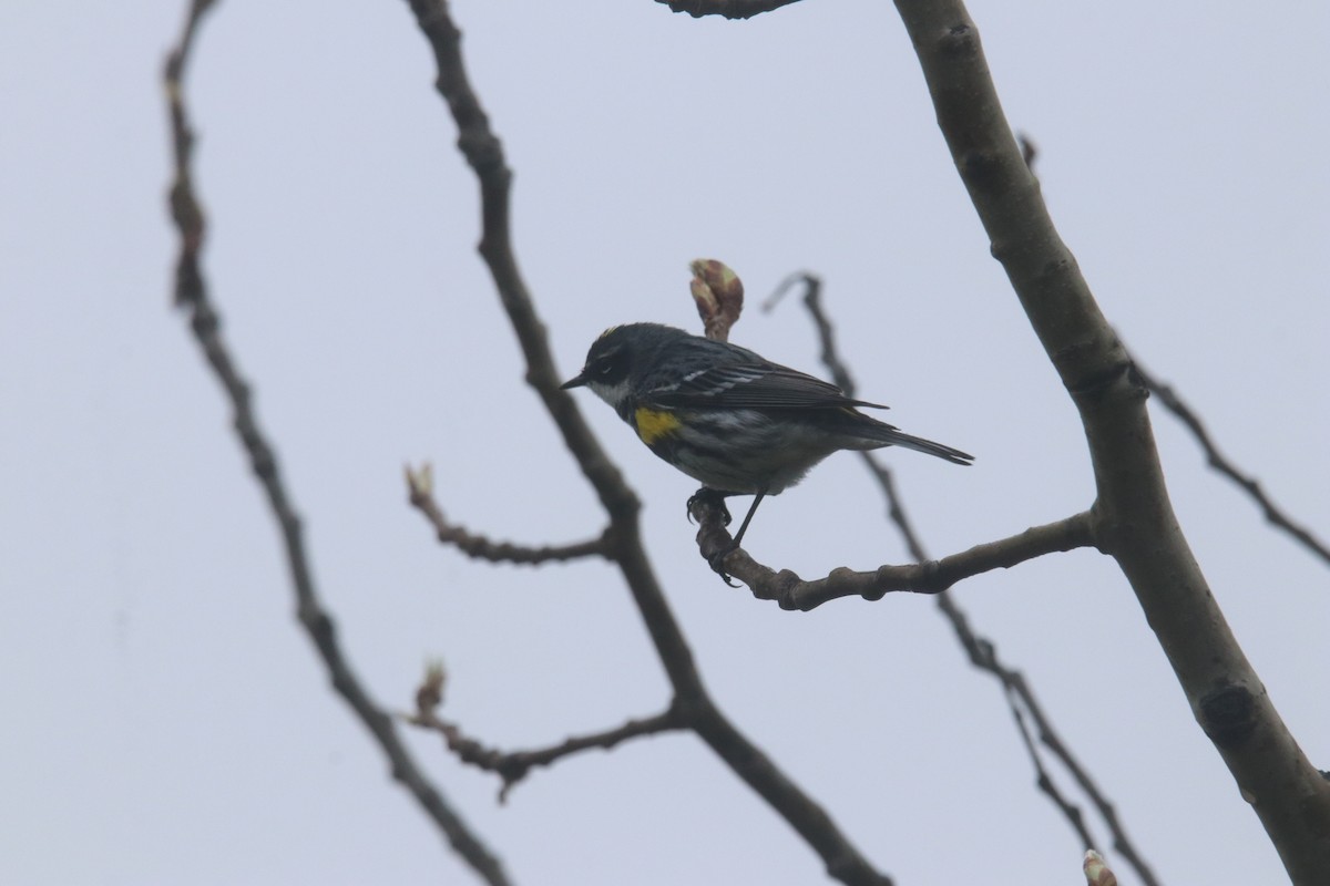 Yellow-rumped Warbler - ML618059549