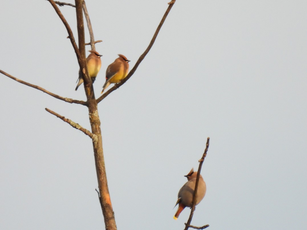 Bohemian Waxwing - ML618059554