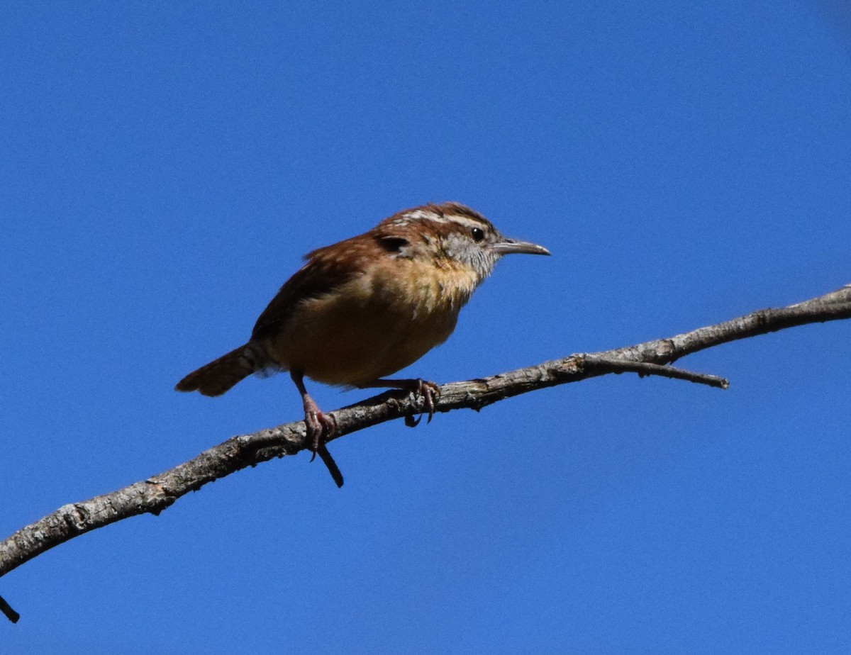 Carolina Wren - ML618059562