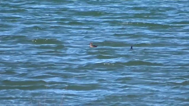 Hooded Merganser - ML618059577