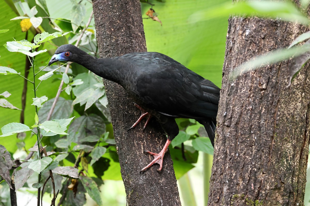 Black Guan - ML618059581