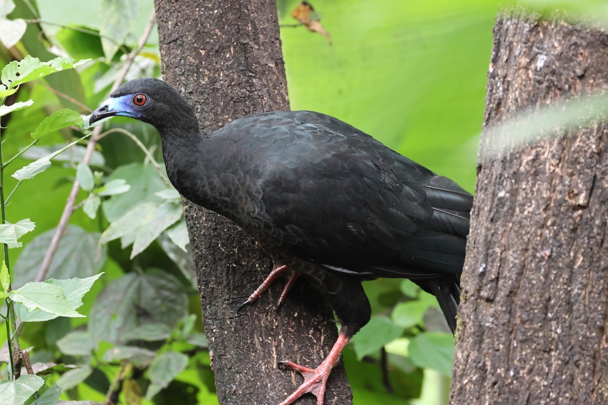 Black Guan - ML618059582