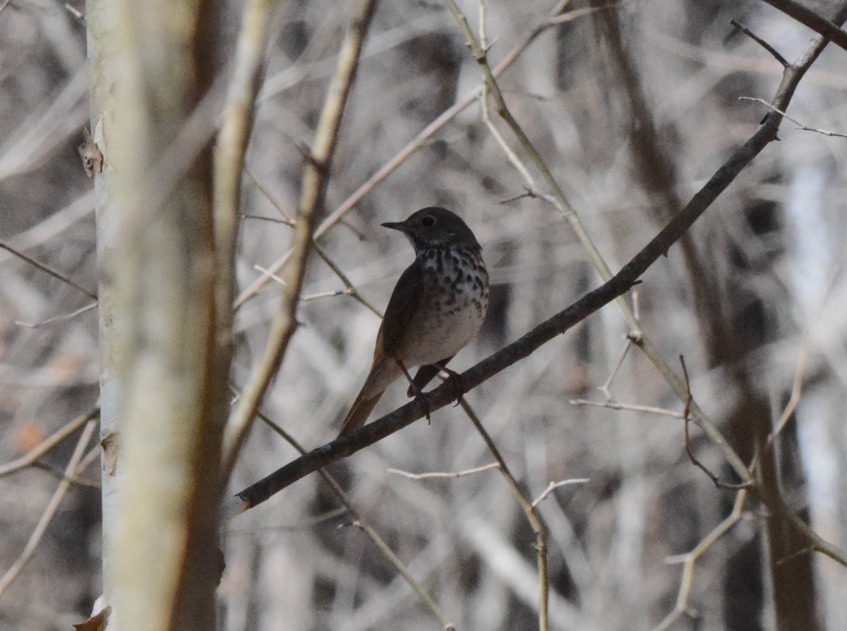 Hermit Thrush - ML618059597