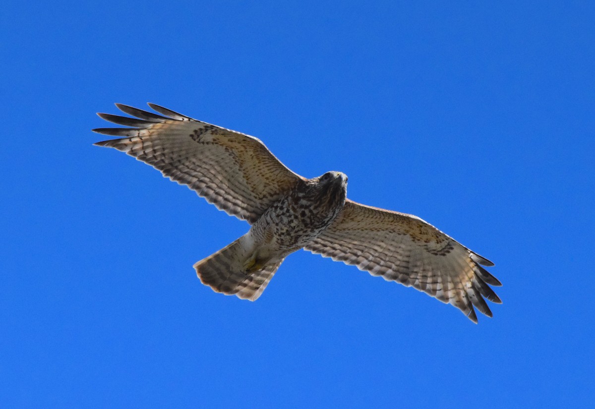 Red-shouldered Hawk - ML618059618