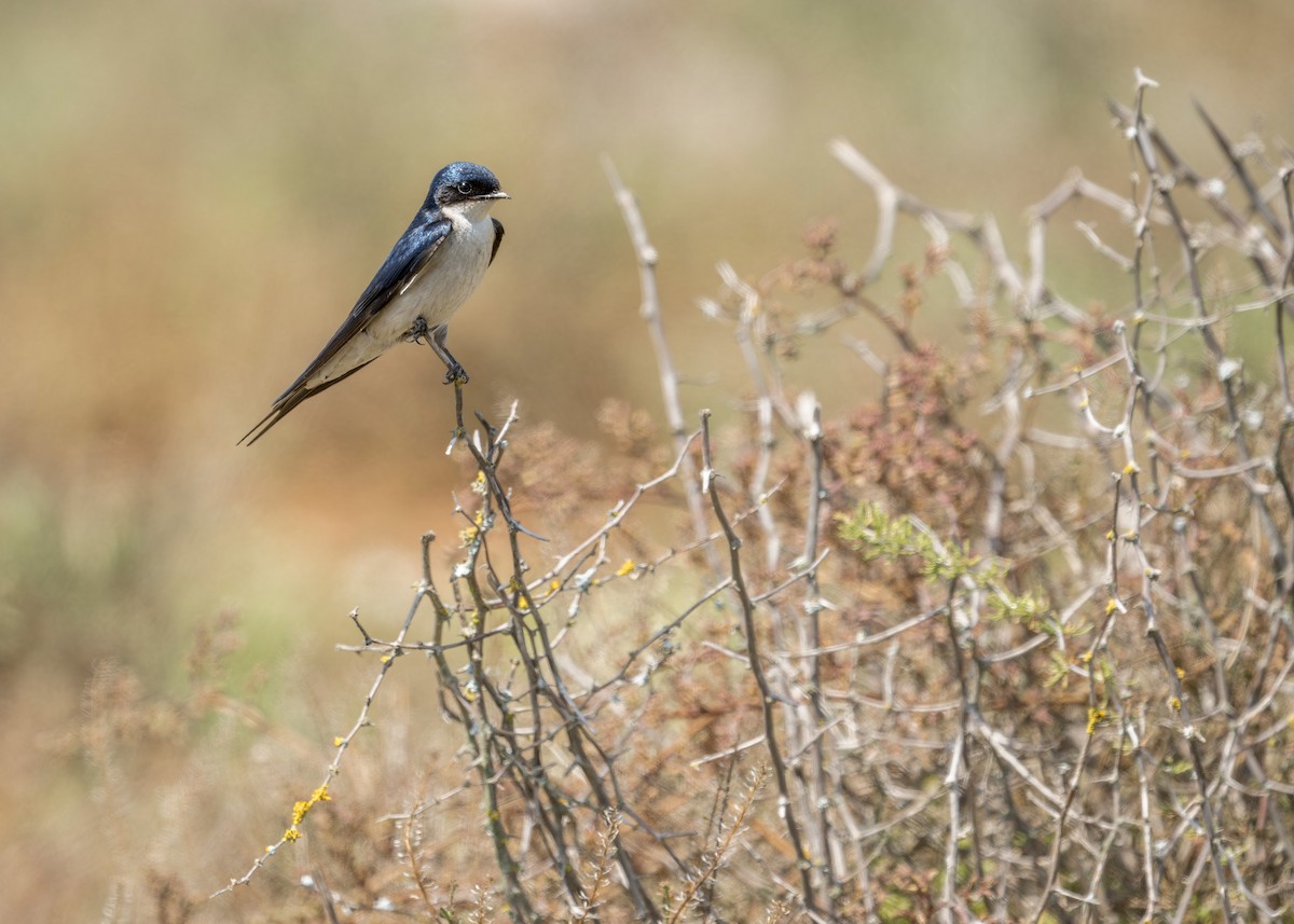 Pearl-breasted Swallow - ML618059637