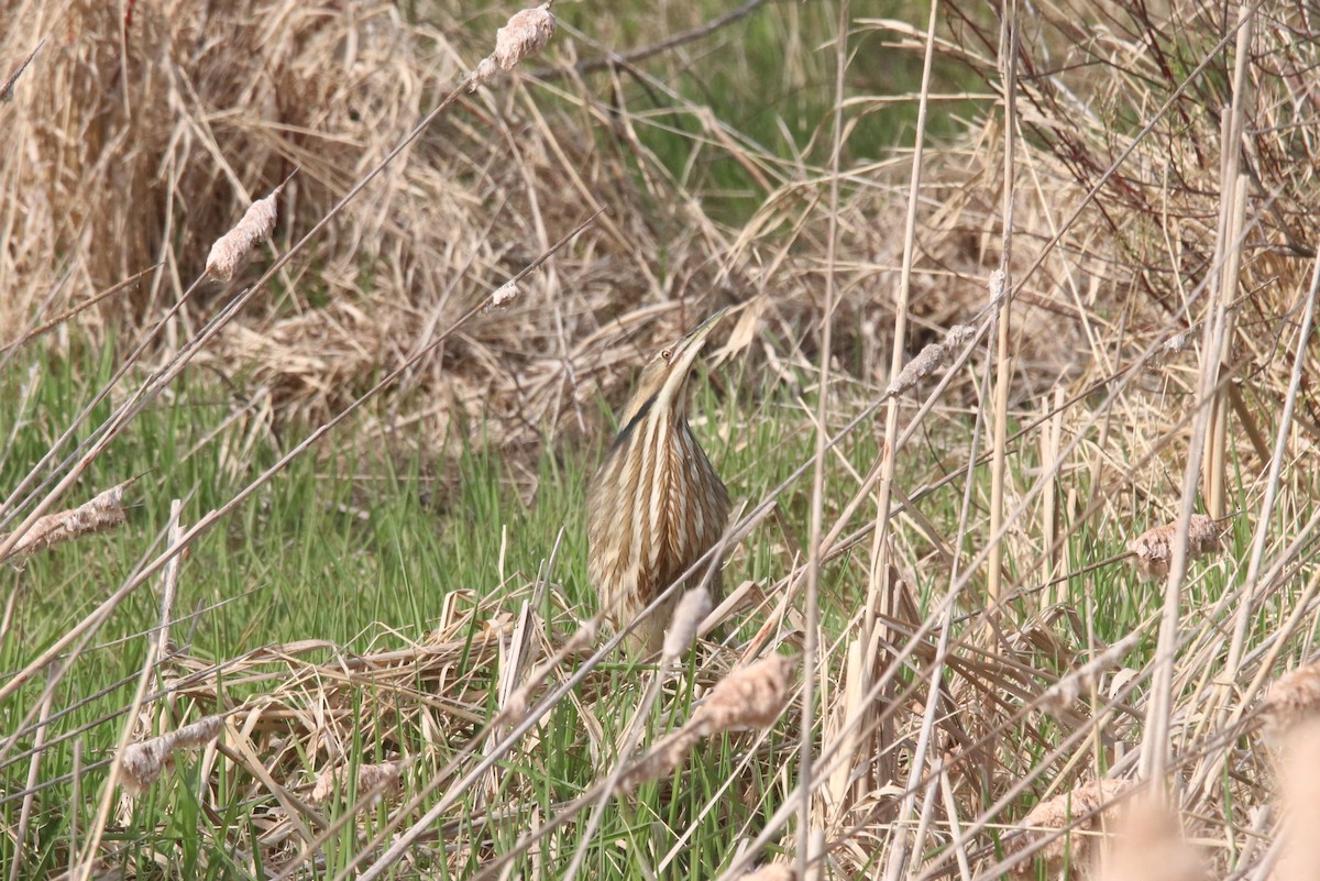 American Bittern - Keith Matthieu