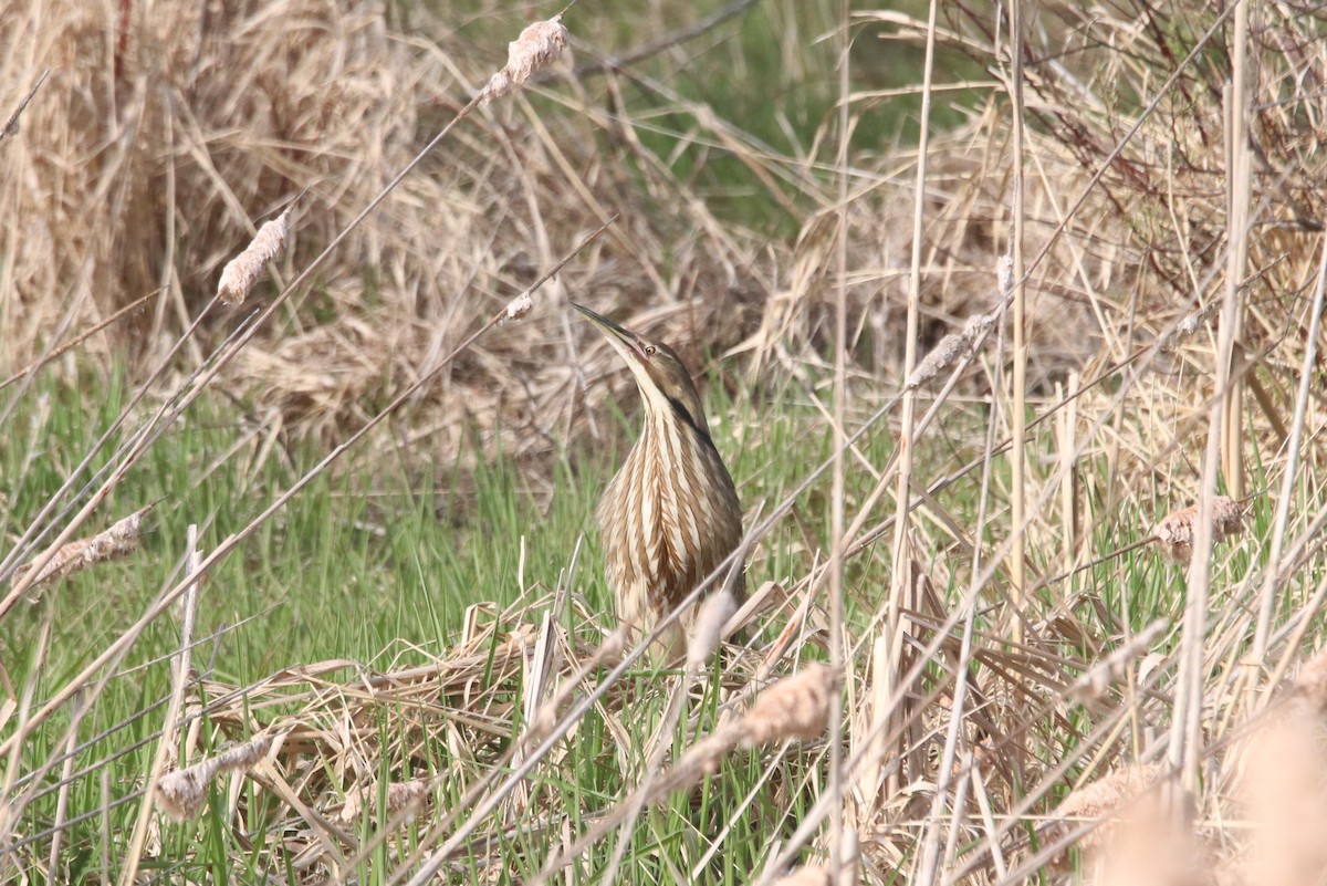 American Bittern - ML618059641