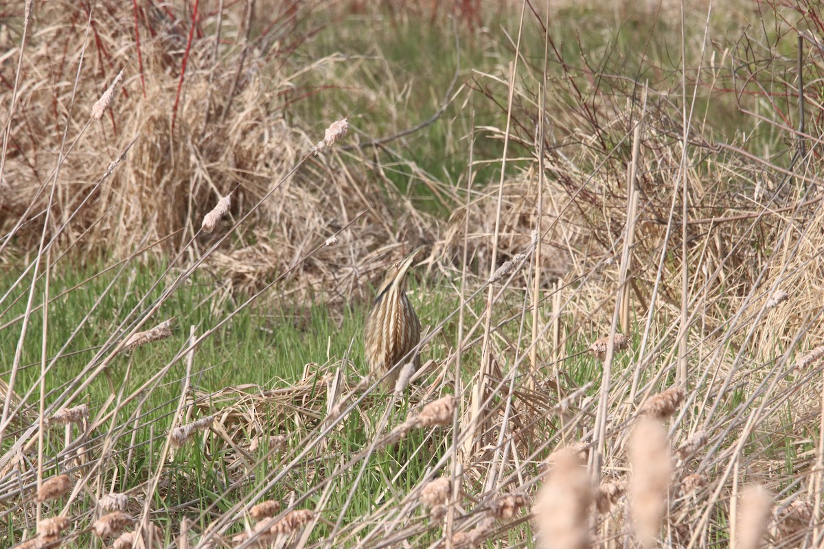 American Bittern - ML618059642