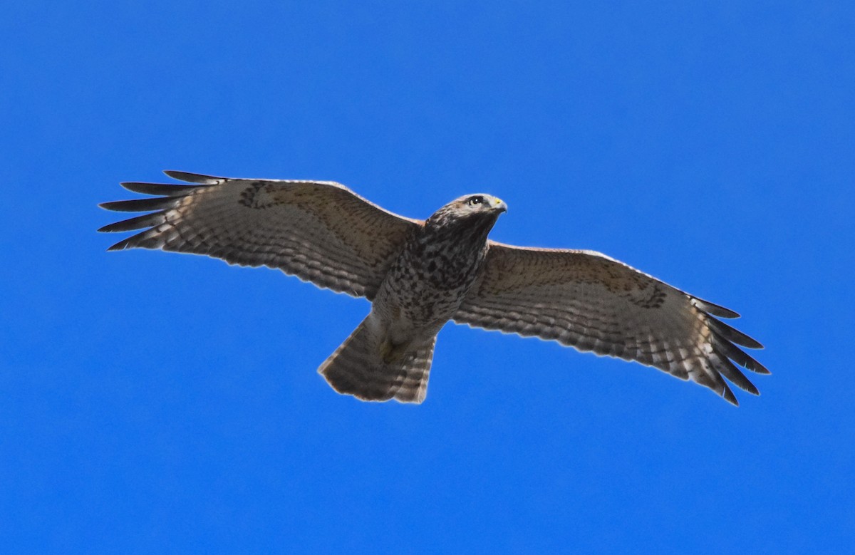 Red-shouldered Hawk - ML618059661