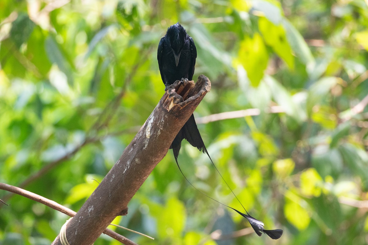 Greater Racket-tailed Drongo - Xiaoni Xu