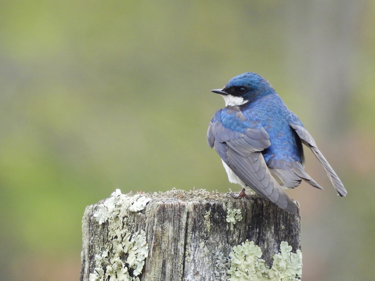 Tree Swallow - Daniel Sgro