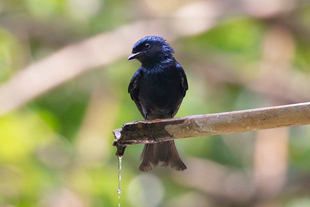 Bronzed Drongo - ML618059718