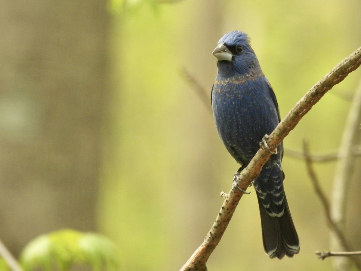 Blue Grosbeak - ML618059760