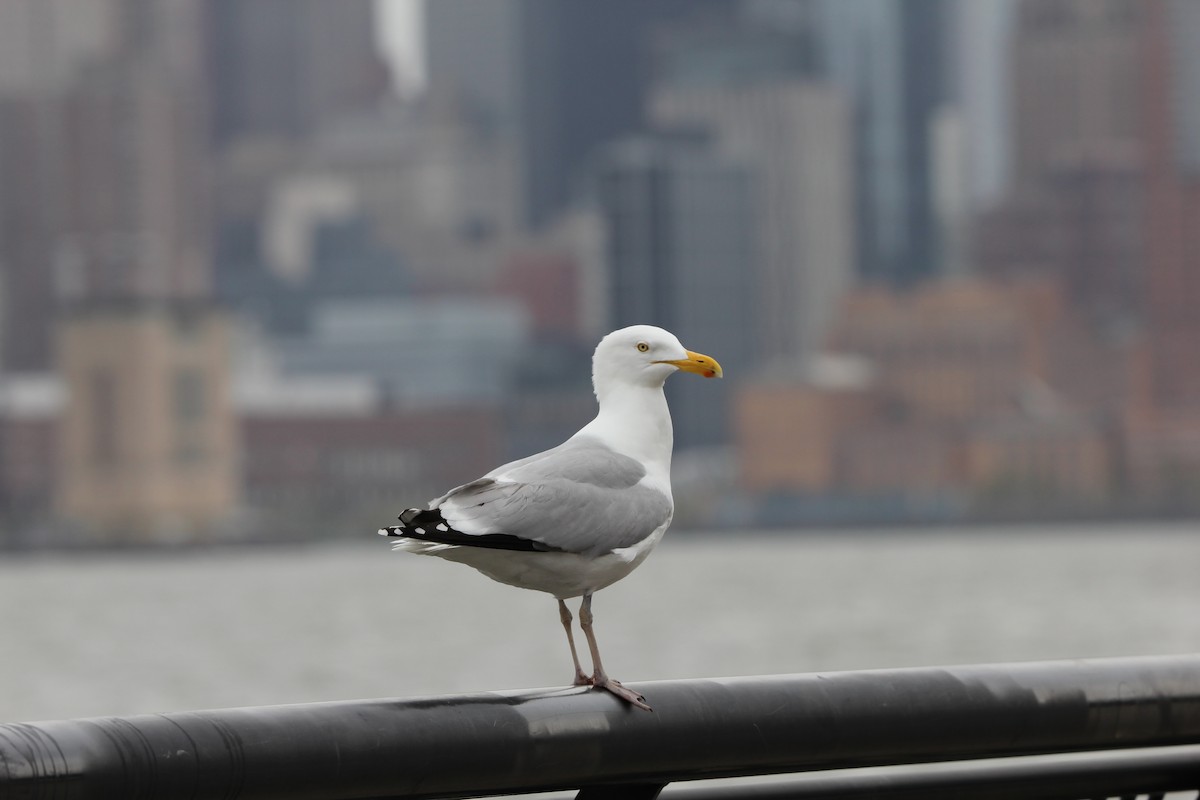 gull sp. - Anish Lakkapragada