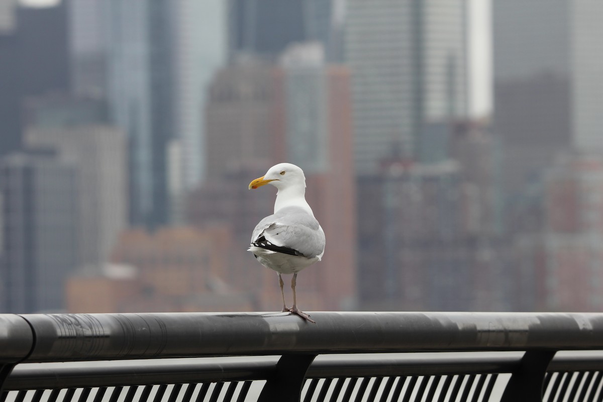 gull sp. - Anish Lakkapragada