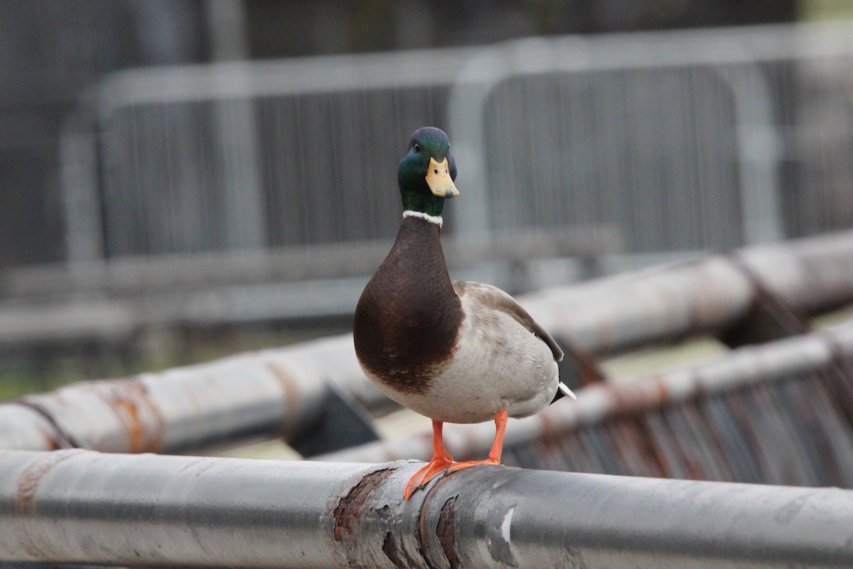 Mallard - ML618059768