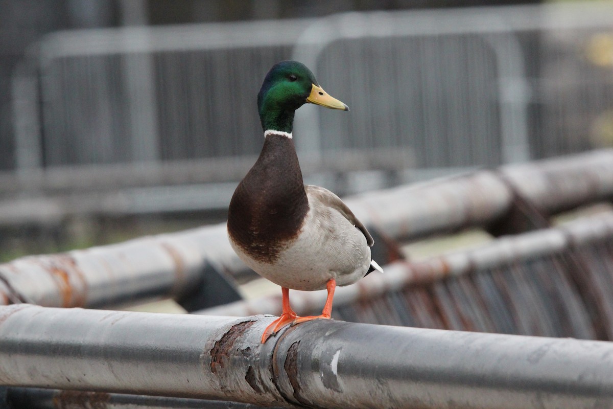 Mallard - ML618059769