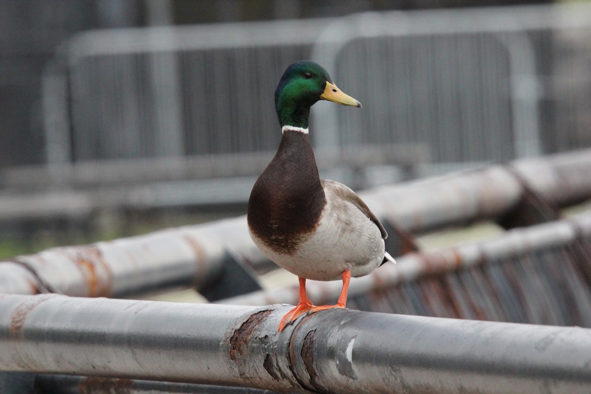 Mallard - ML618059770