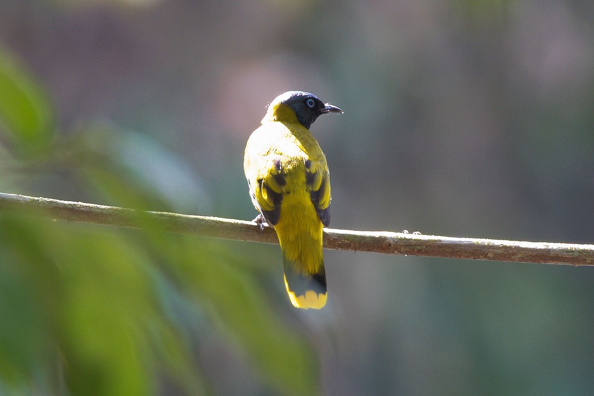 Bulbul cap-nègre - ML618059789