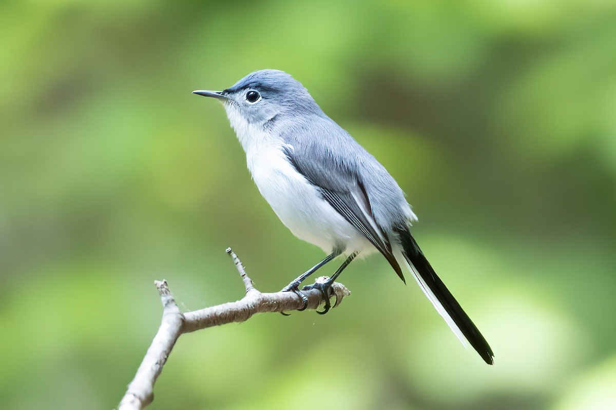 Blue-gray Gnatcatcher - ML618059790