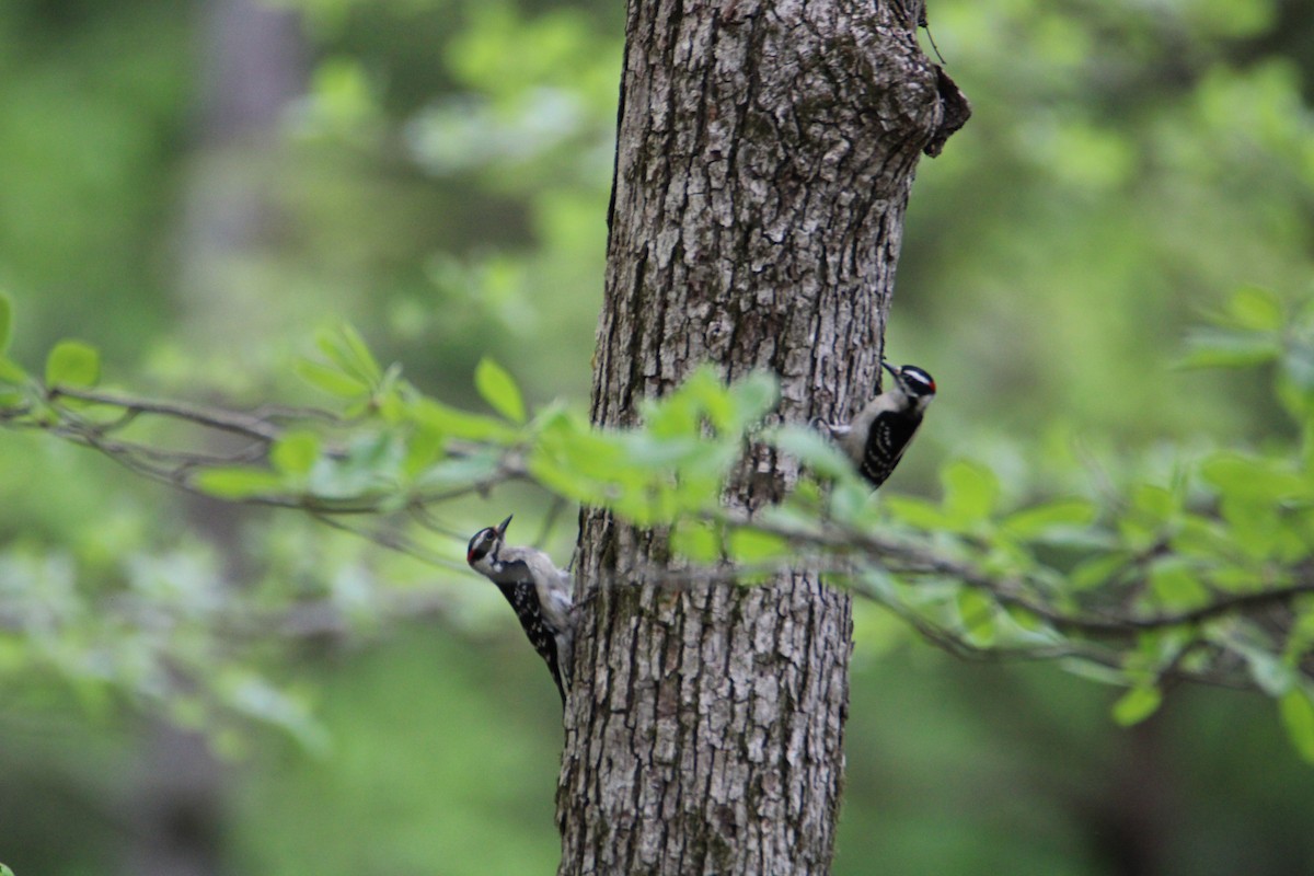 Downy Woodpecker - Ryan Giordanelli