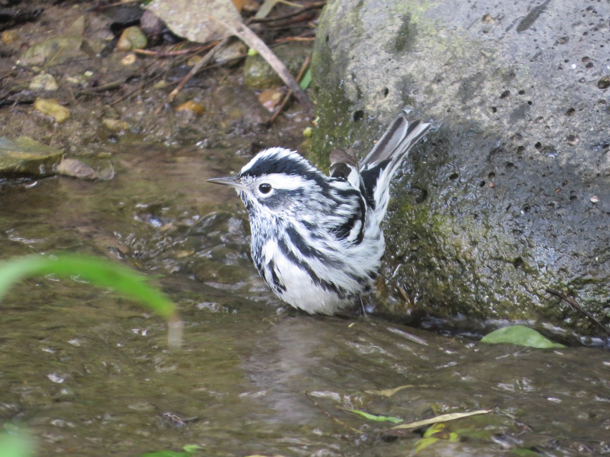 Black-and-white Warbler - Tamie Bulow