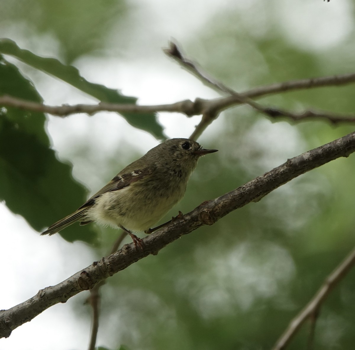 Ruby-crowned Kinglet - ML618059805