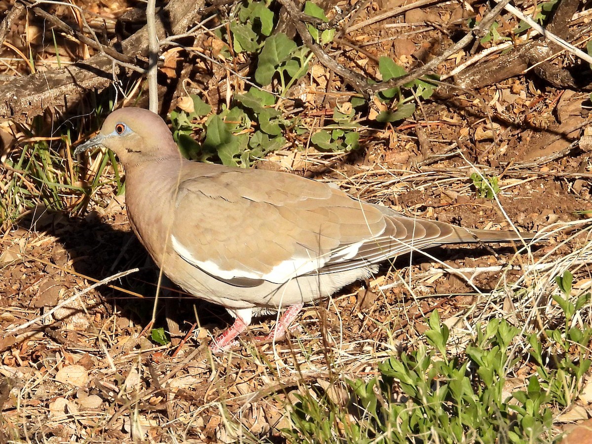 White-winged Dove - ML618059806