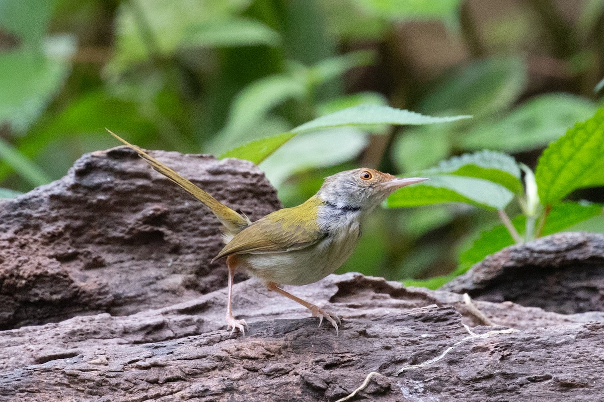 Rotstirn-Schneidervogel - ML618059821