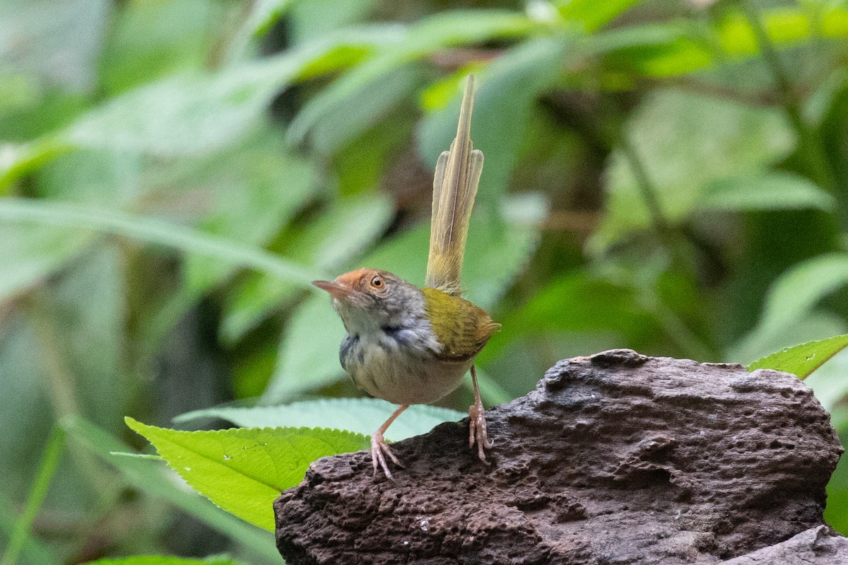 Rotstirn-Schneidervogel - ML618059822