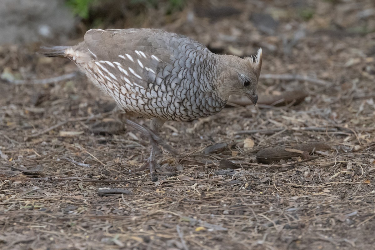 Scaled Quail - ML618059844