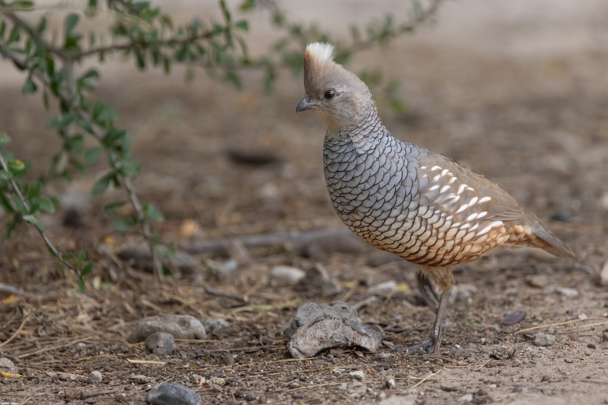 Scaled Quail - ML618059847