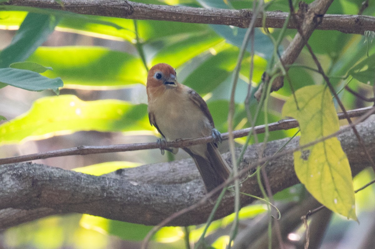 Rufous-headed Parrotbill - ML618059850