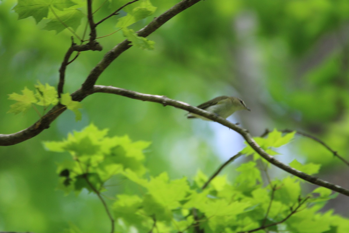 Red-eyed Vireo - Ryan Giordanelli