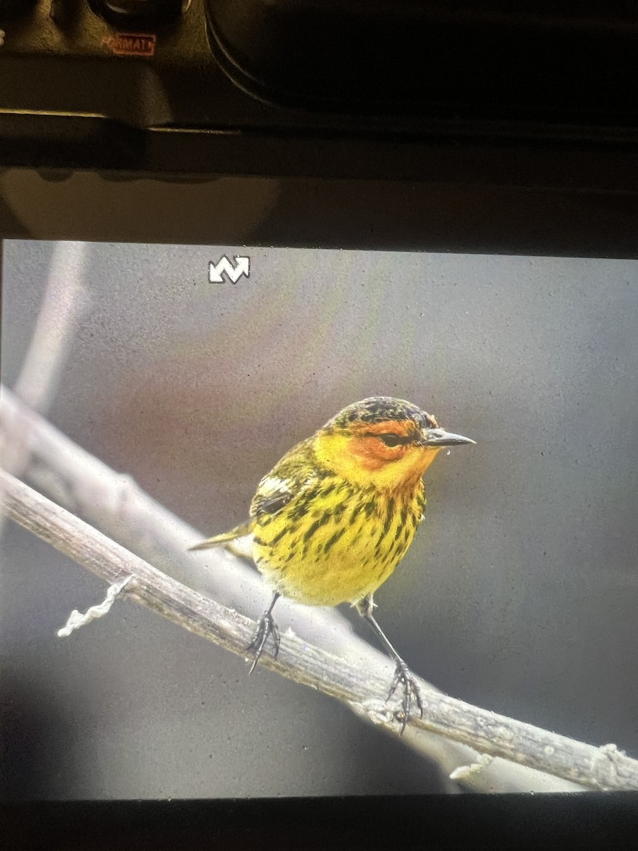 Cape May Warbler - ML618059866