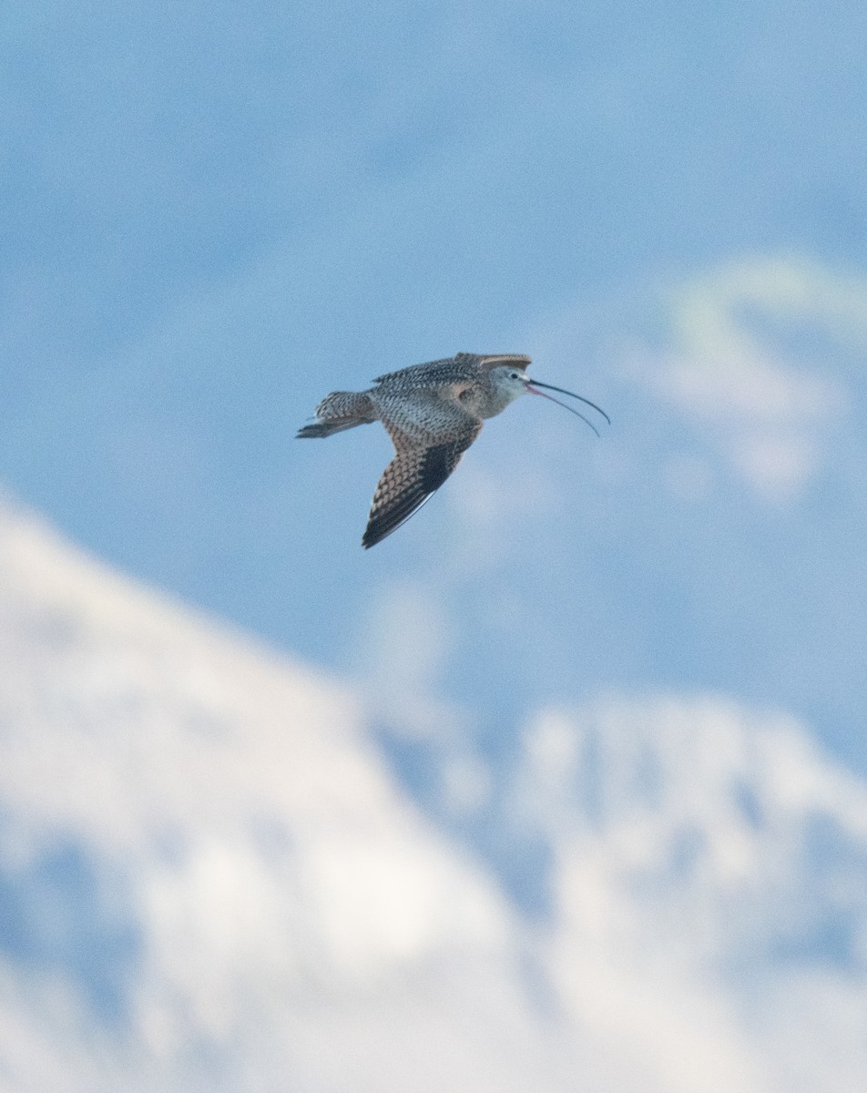 Long-billed Curlew - Esther Sumner