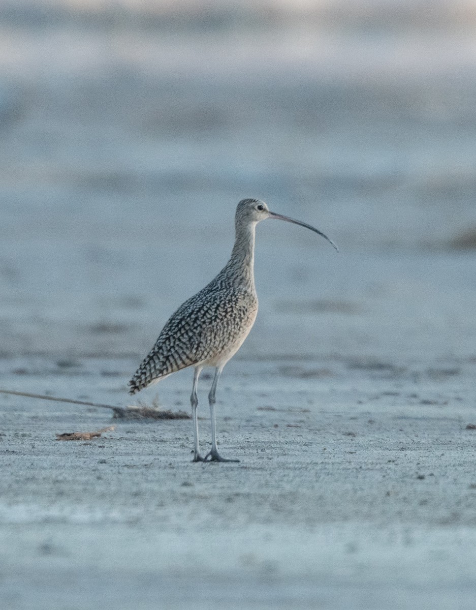 Long-billed Curlew - Esther Sumner