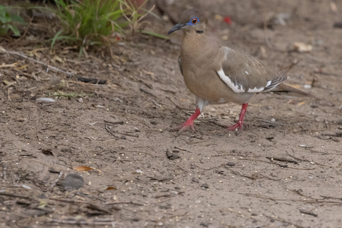 White-winged Dove - ML618059877