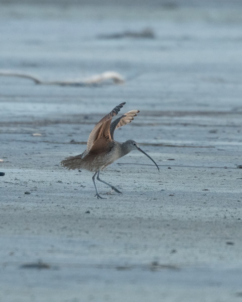 Long-billed Curlew - Esther Sumner