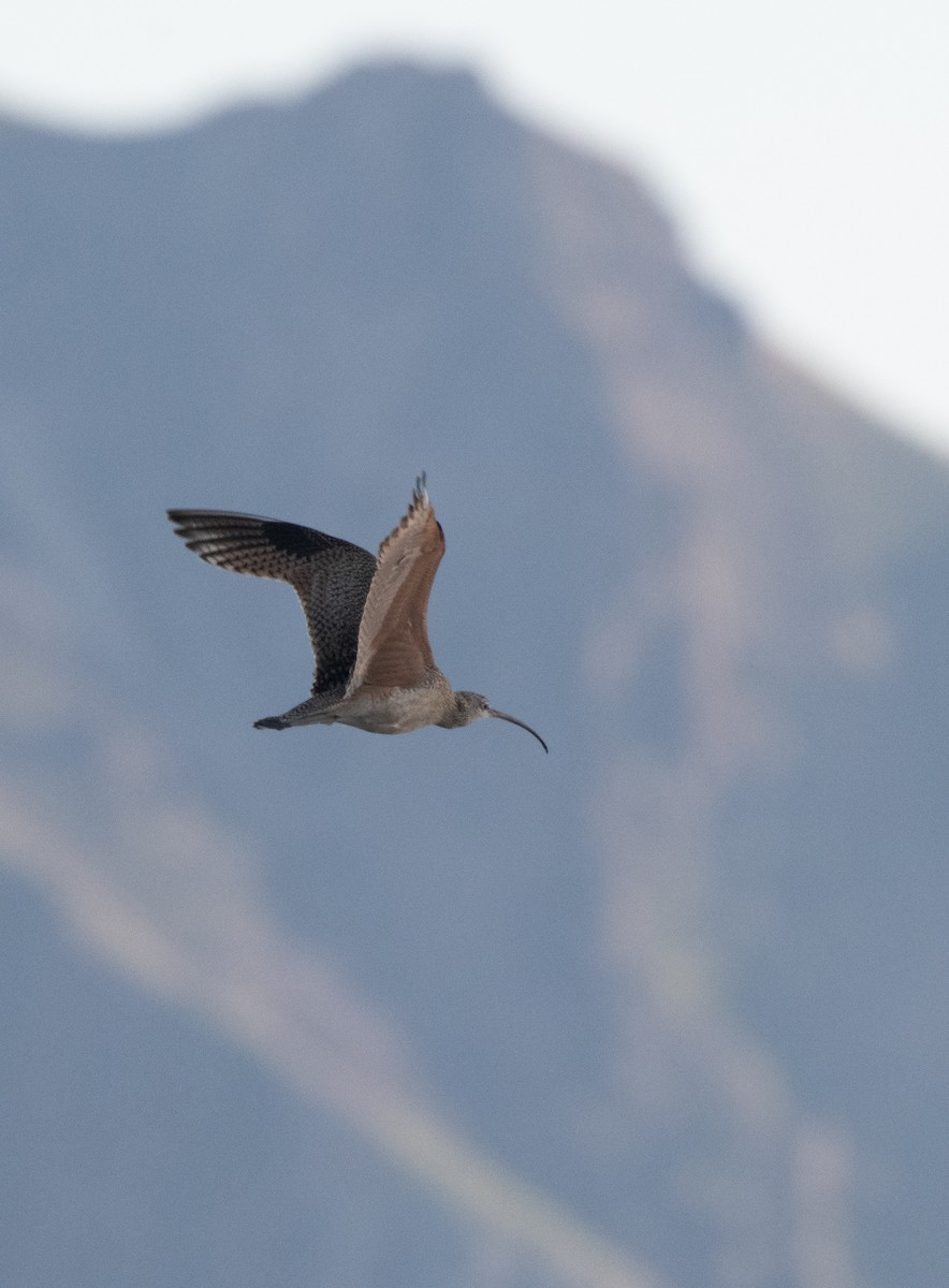 Long-billed Curlew - Esther Sumner