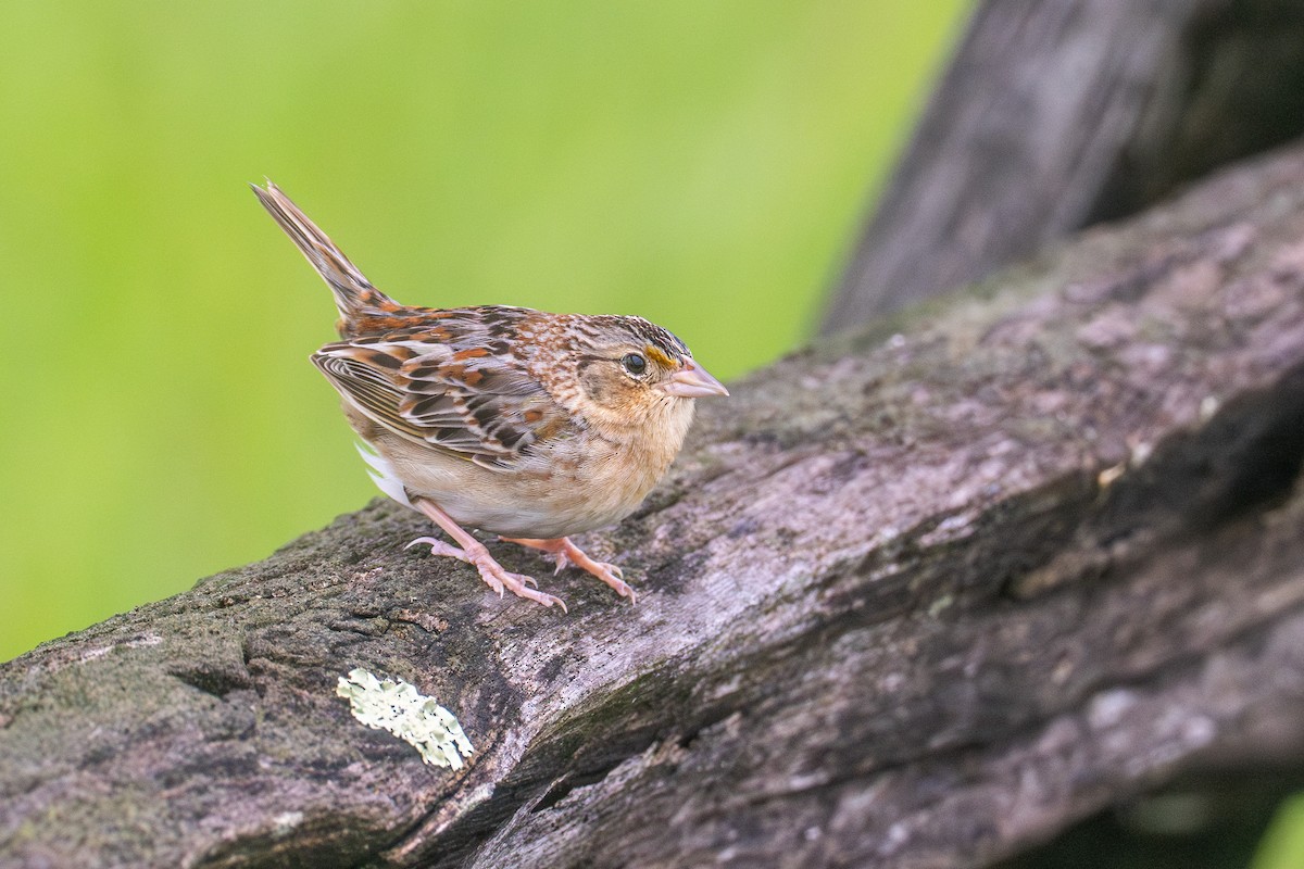 Grasshopper Sparrow - ML618059899