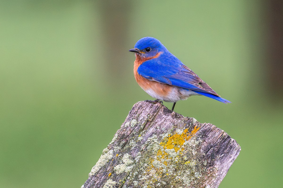 Eastern Bluebird - Riley Metcalfe