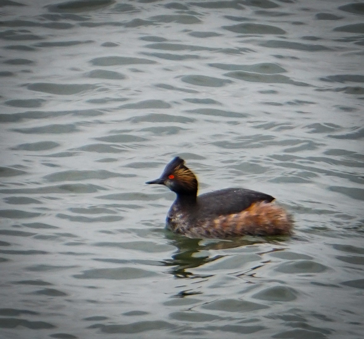 Eared Grebe - Theresa Moore