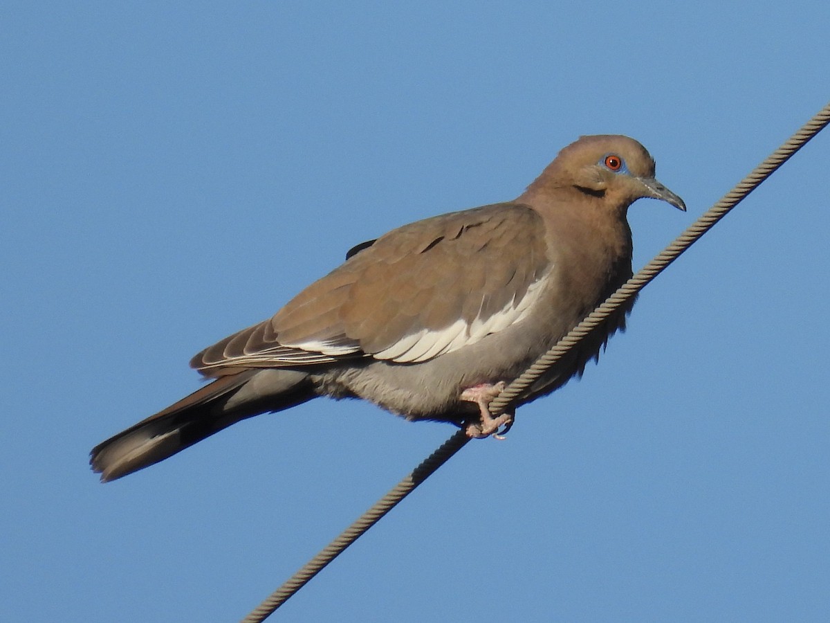 White-winged Dove - ML618059922