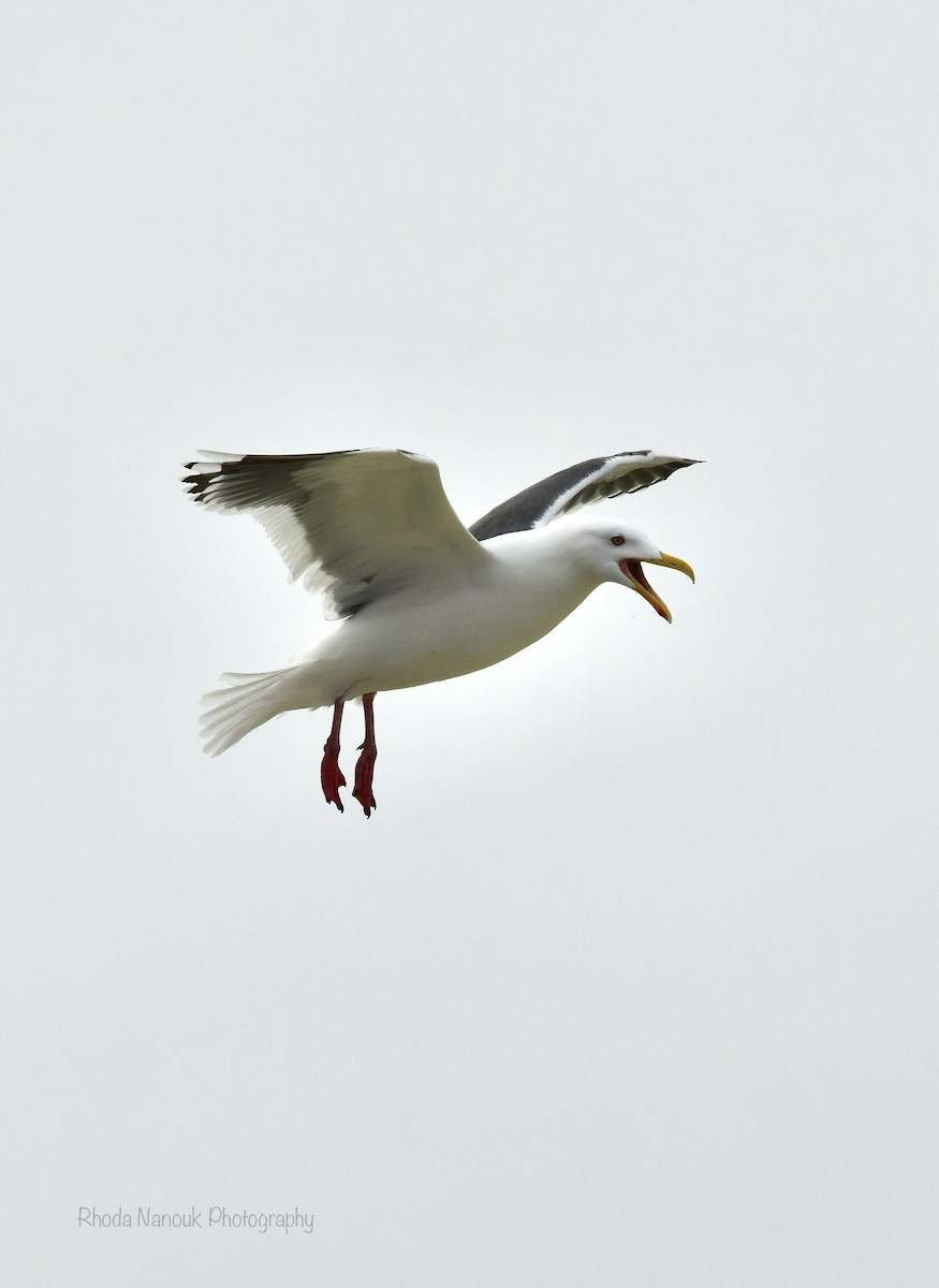 Slaty-backed Gull - Rhoda Nanouk